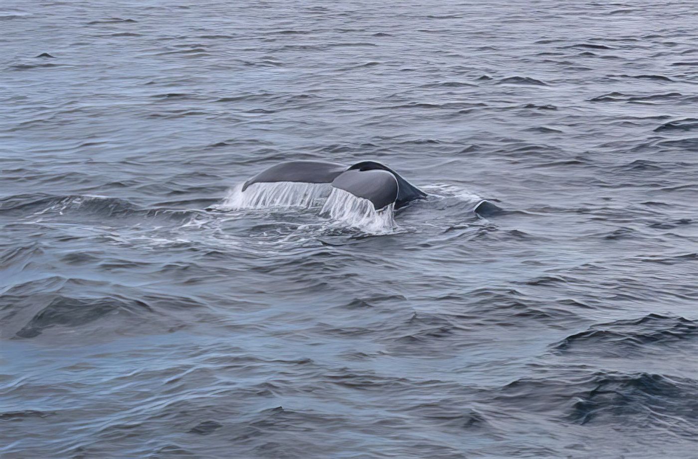 Baleine en plongée à Gloucester