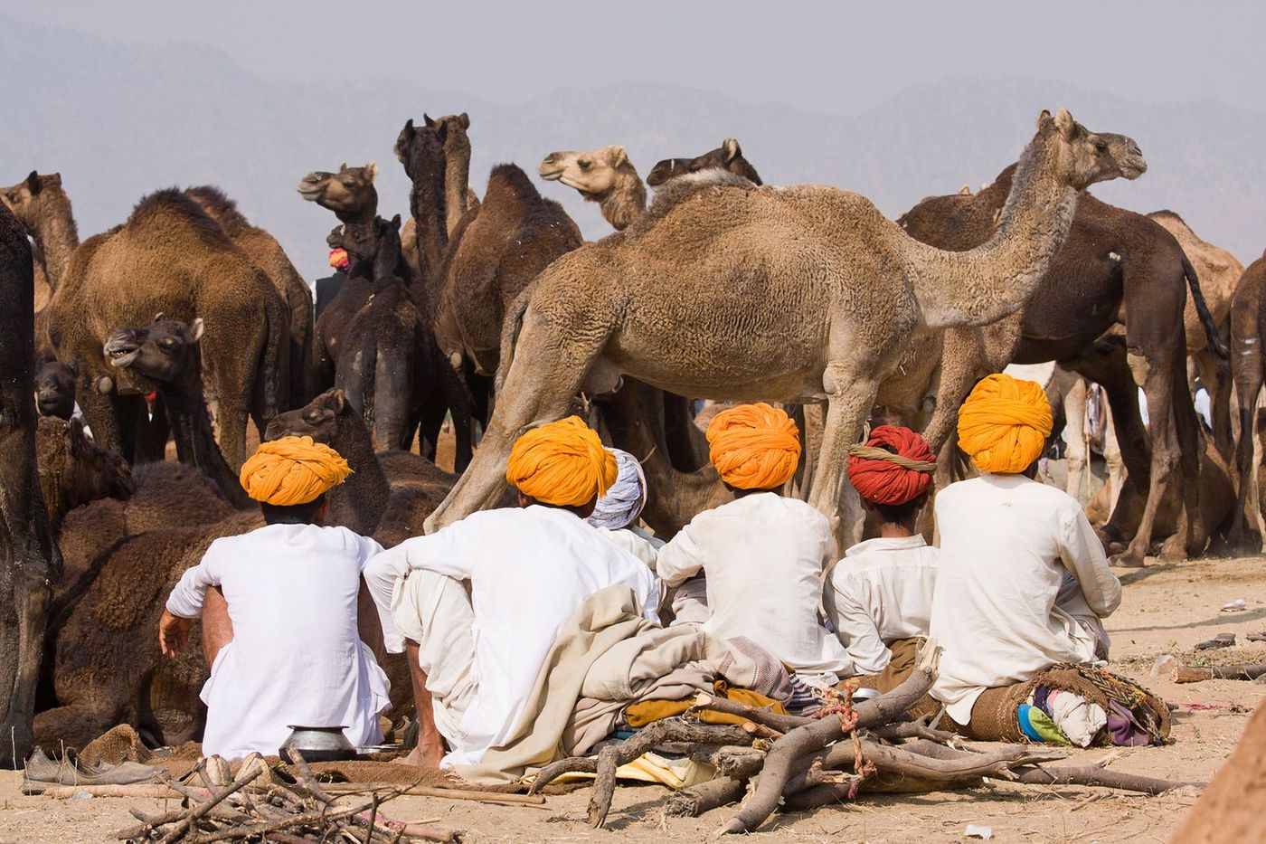 Inde Rajasthan Pushkar Foire aux dromadaires