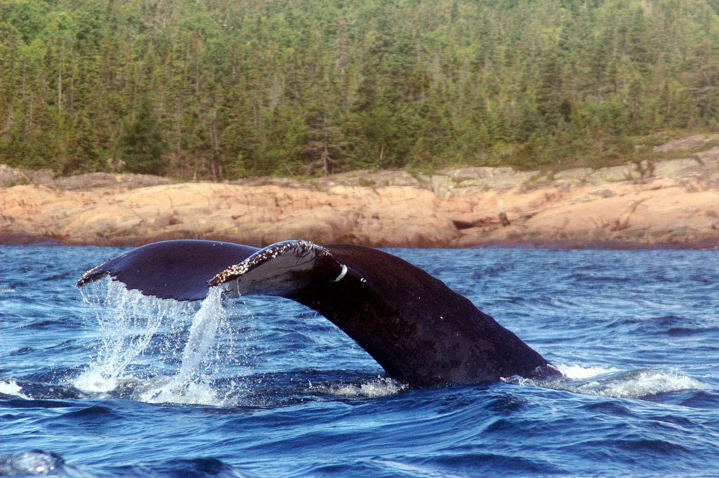 Québec Baleine