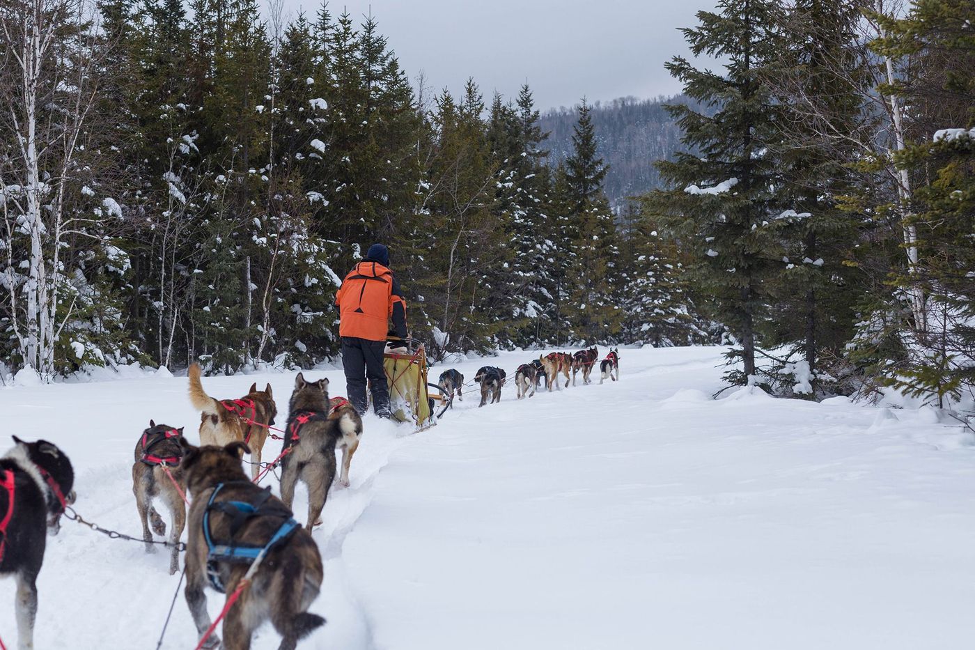 Charlevoix Traineau à chiens
