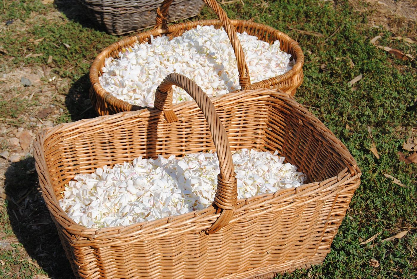 Récolte jasmin de Grasse