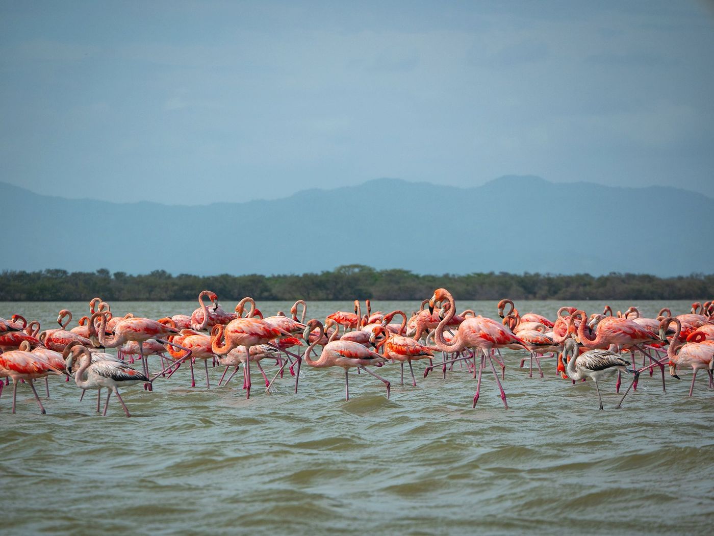 Réserve de Santuario los Flamencos