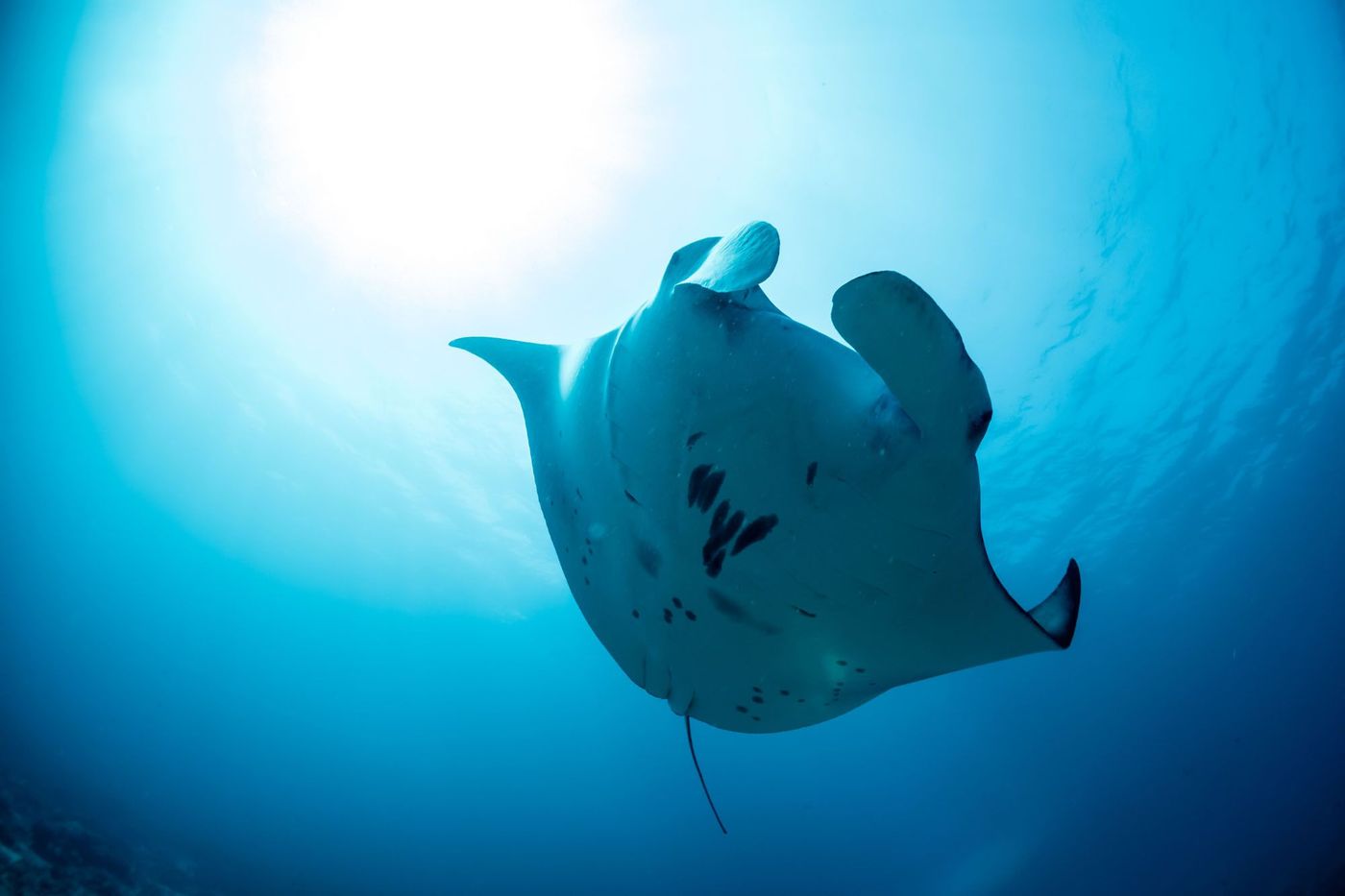 Raie manta Où animaux Maldives