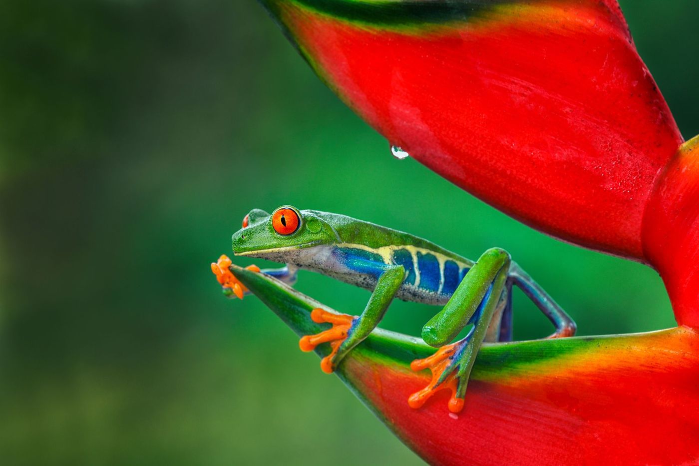 Rainette aux yeux rouges