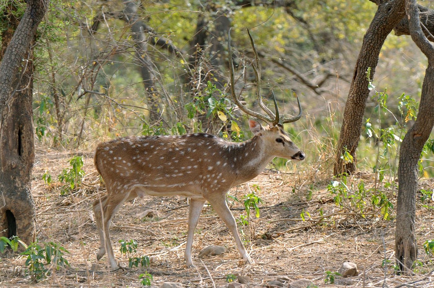Inde Rajasthan Réserve de Sariska Cerf