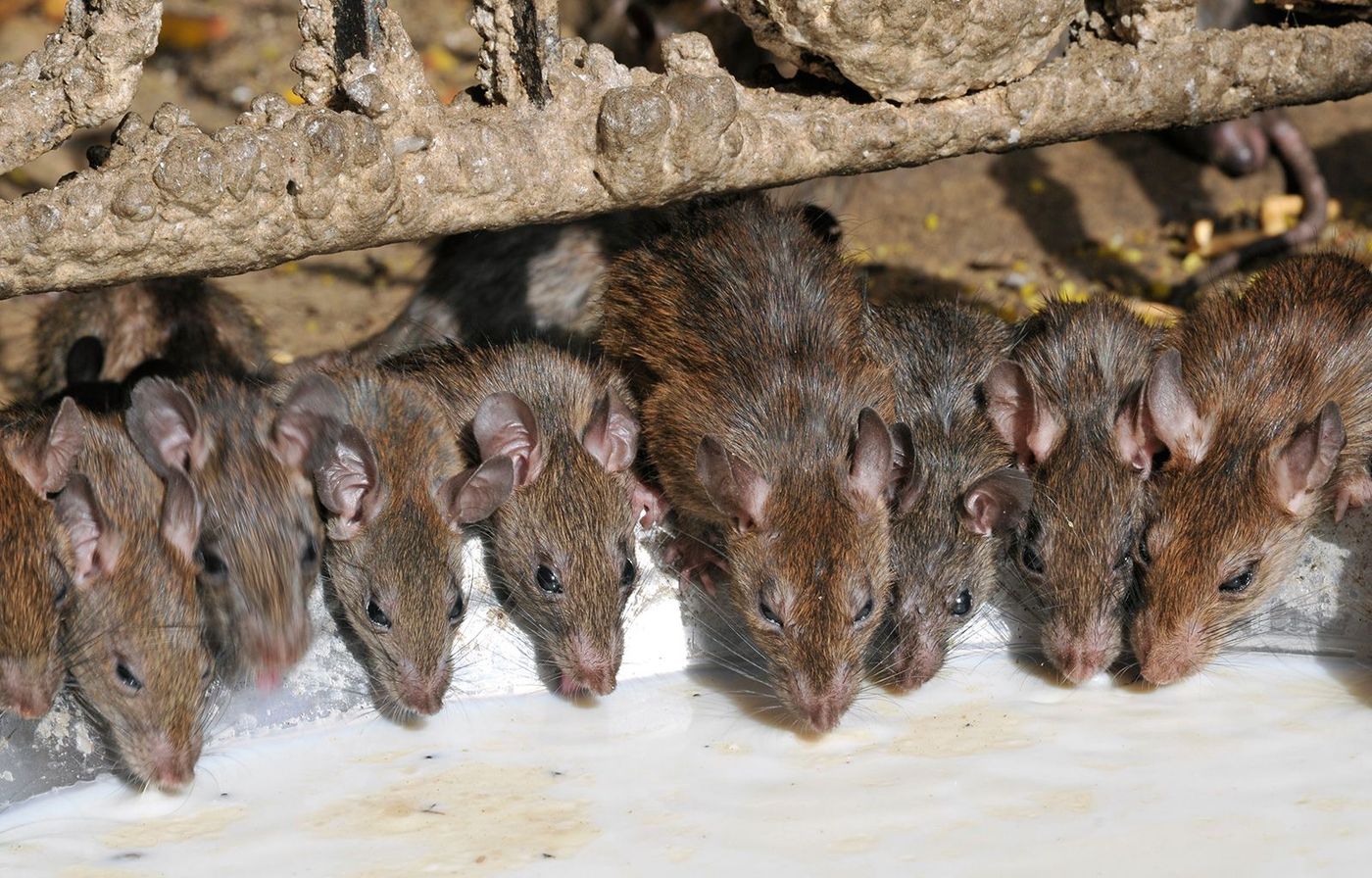 Inde Rajasthan Deshnoke Temple des rats Karni Mata