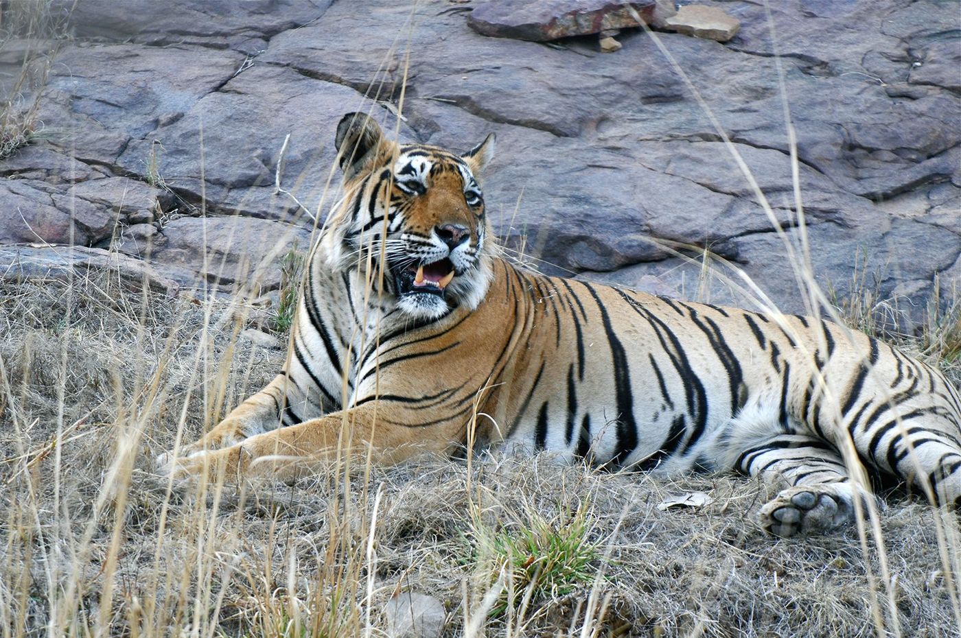 Inde Rajasthan Ranthambore Tigre