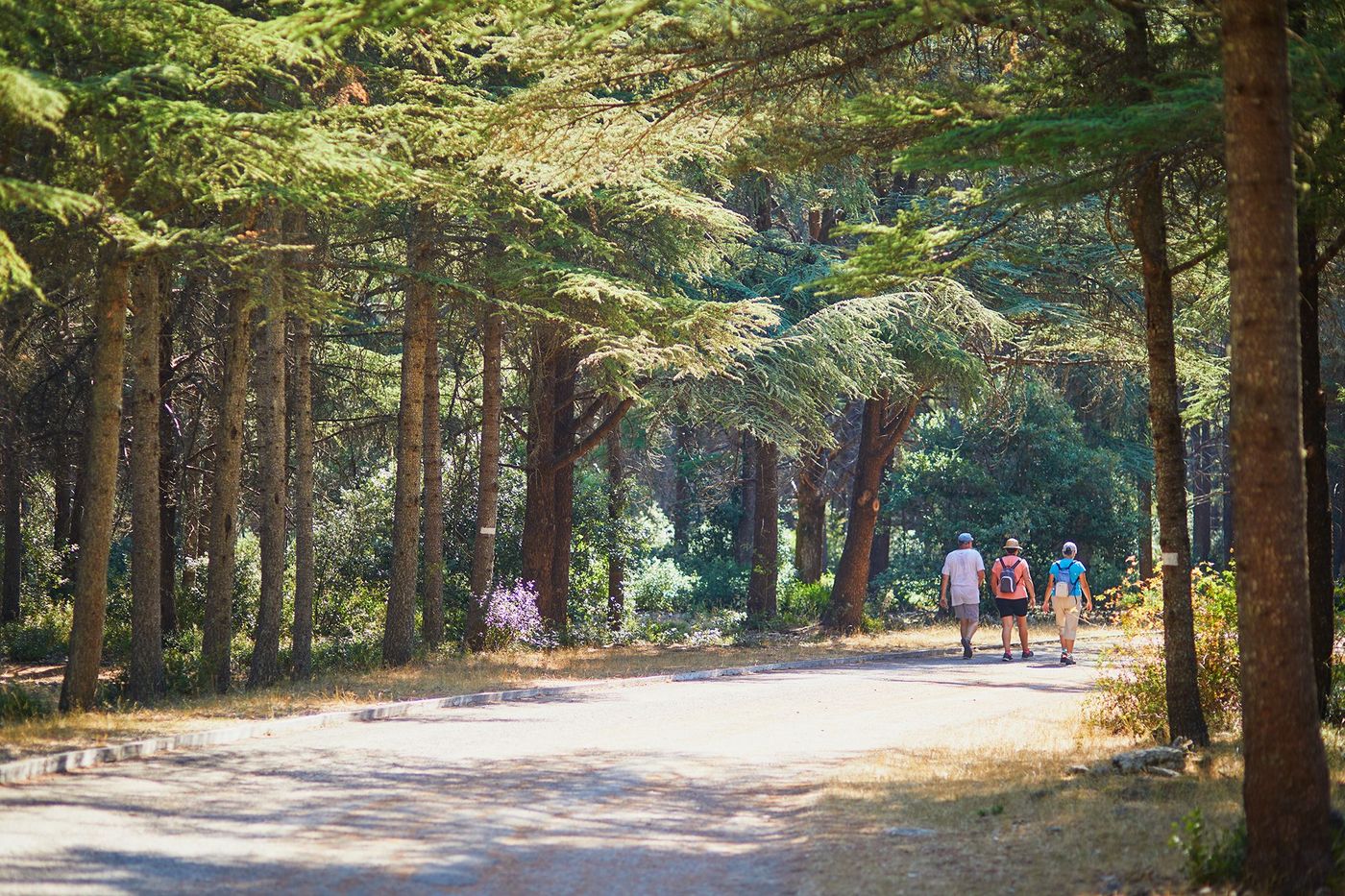 Randonnée dans la forêt des Cèdres