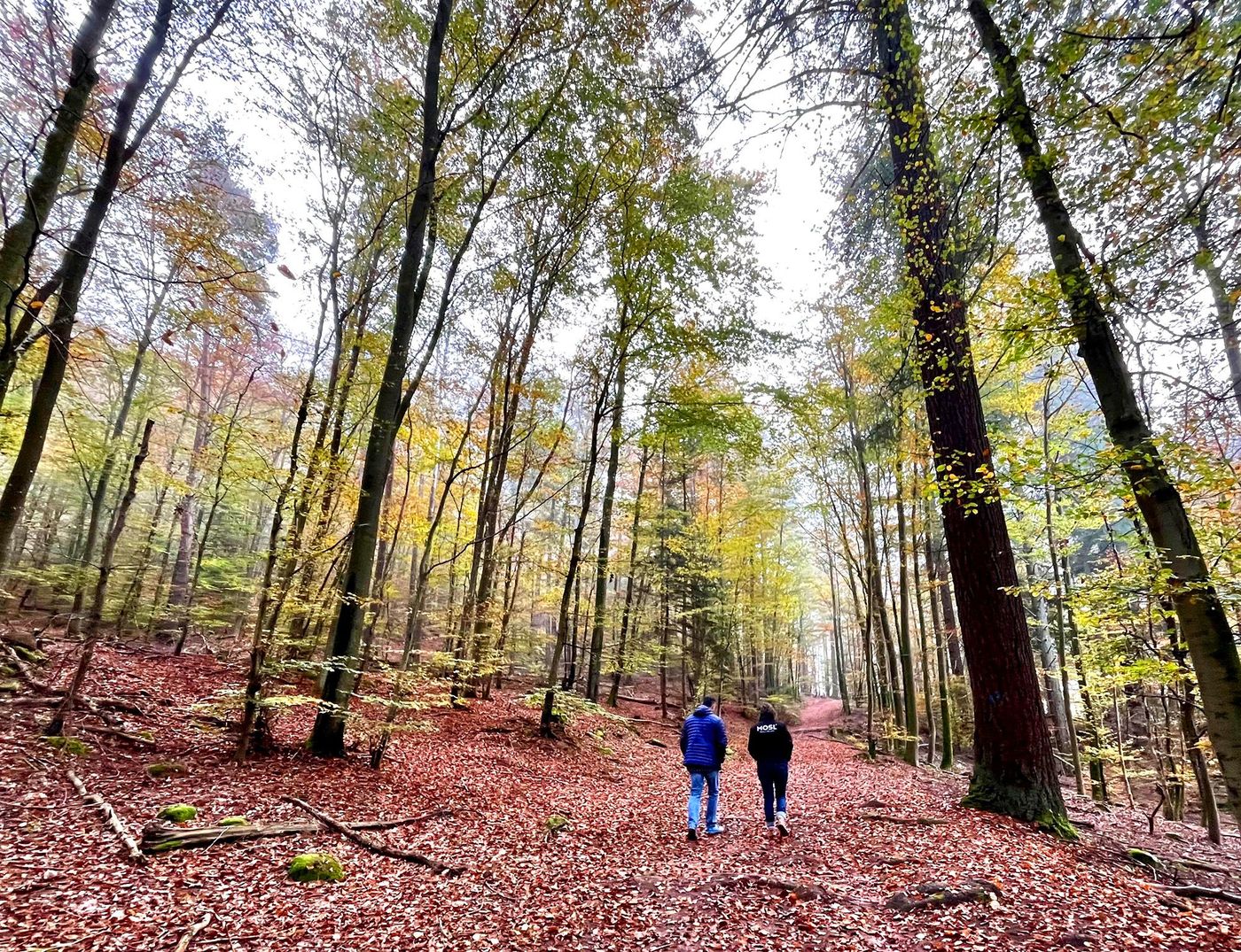 Randonnée en forêt au Pays de Bitche