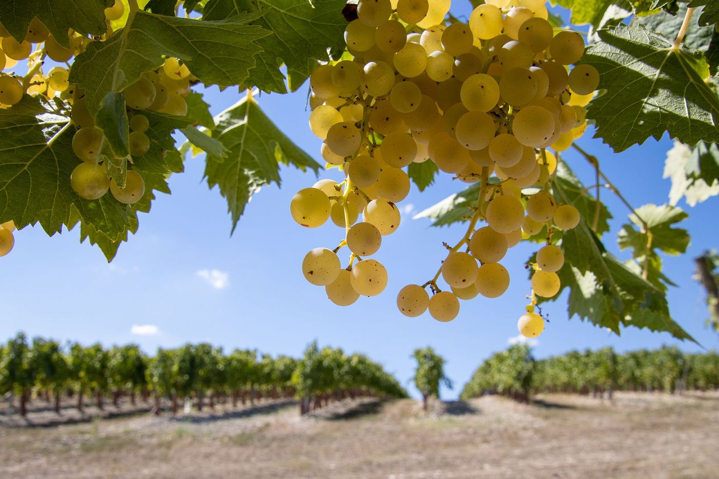 Rangs de vignes