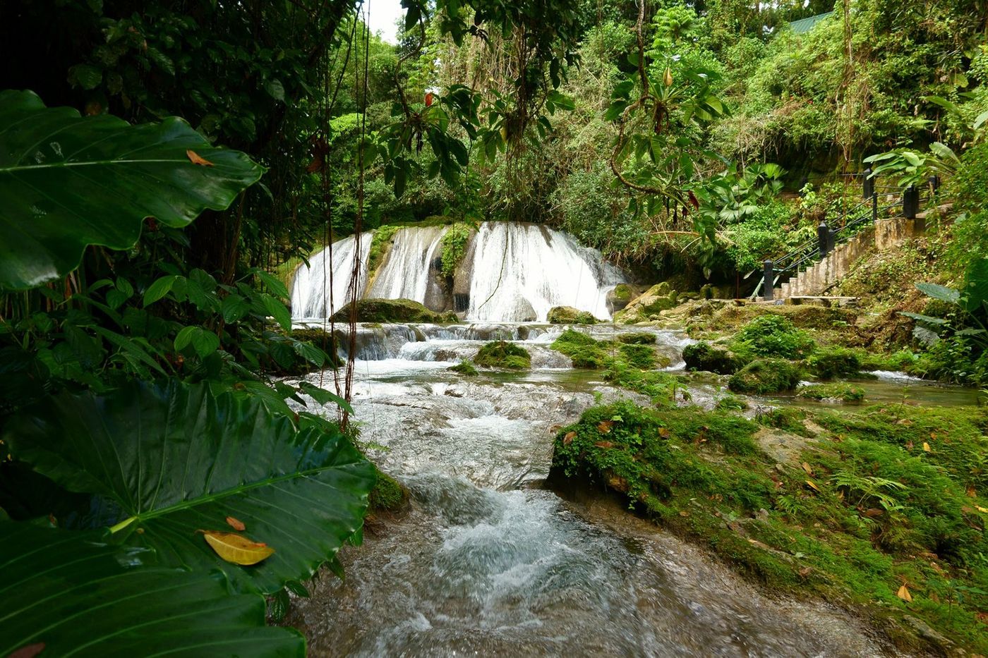 Jamaïque Reach Falls