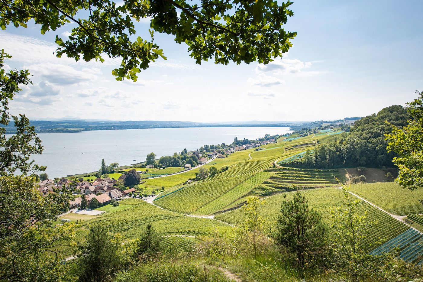 Vignoble du Vully © Rawking photo 