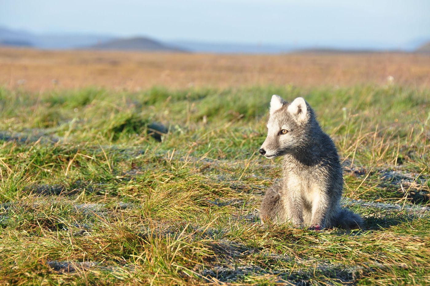 Renard arctique