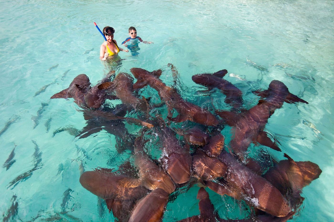 Requins Plongee Bahamas