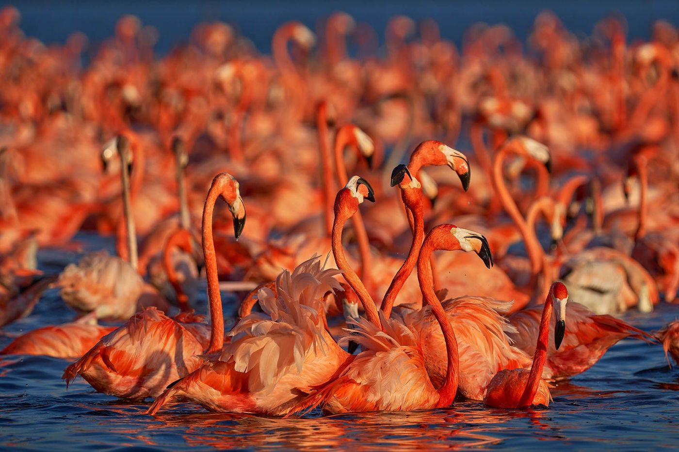 Reserva de la Biosfera Ría Celestún - flamants