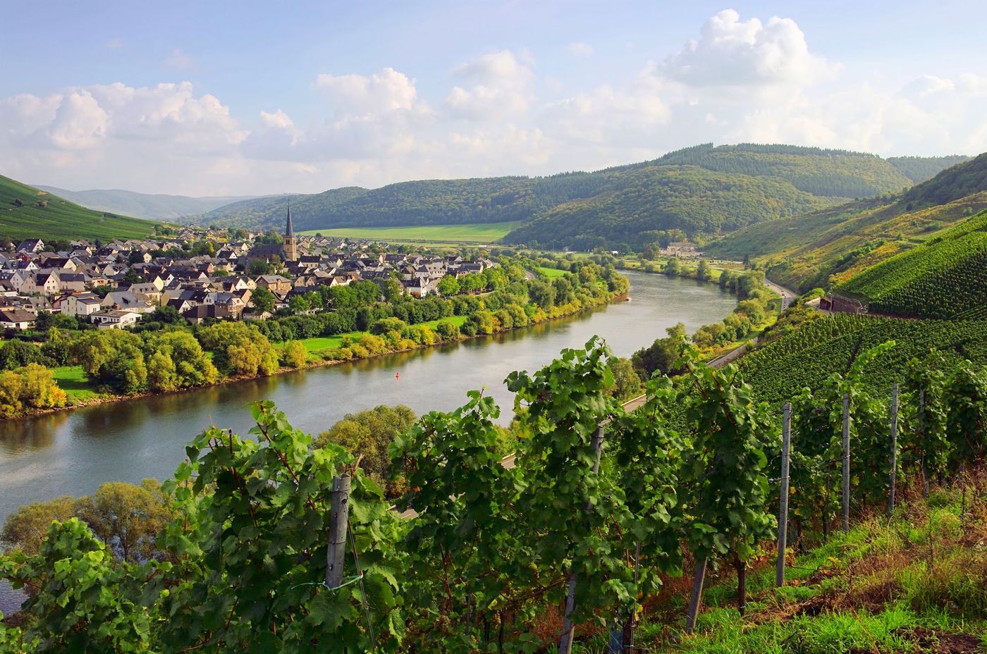 Rhenanie Vignes Allemagne
