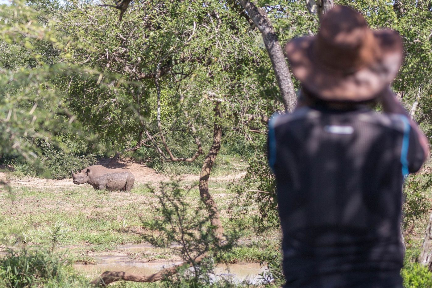 Kwazulu natal Rhinocéros noir