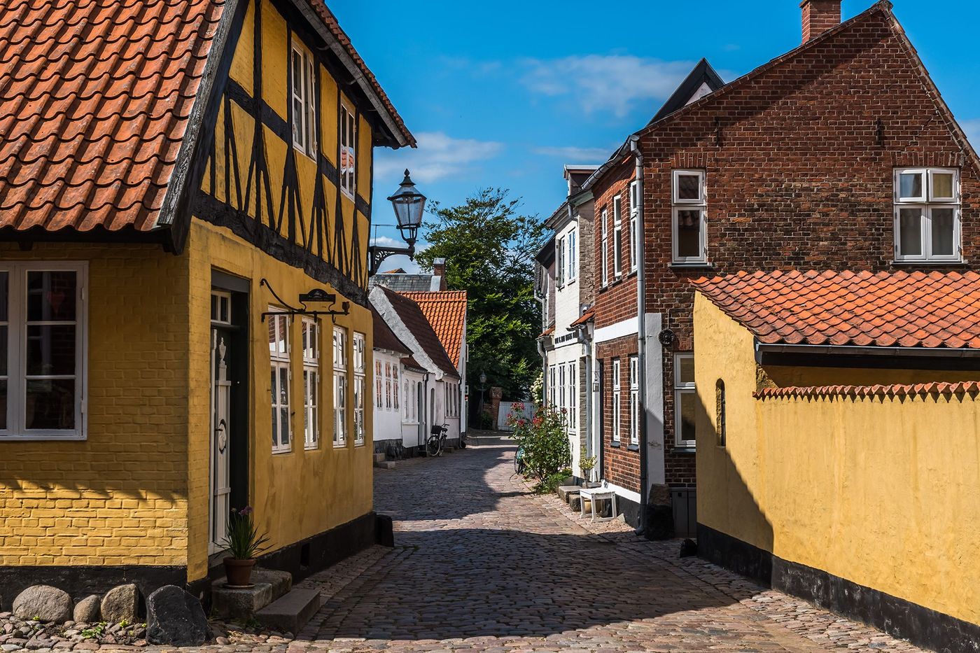 Ribe