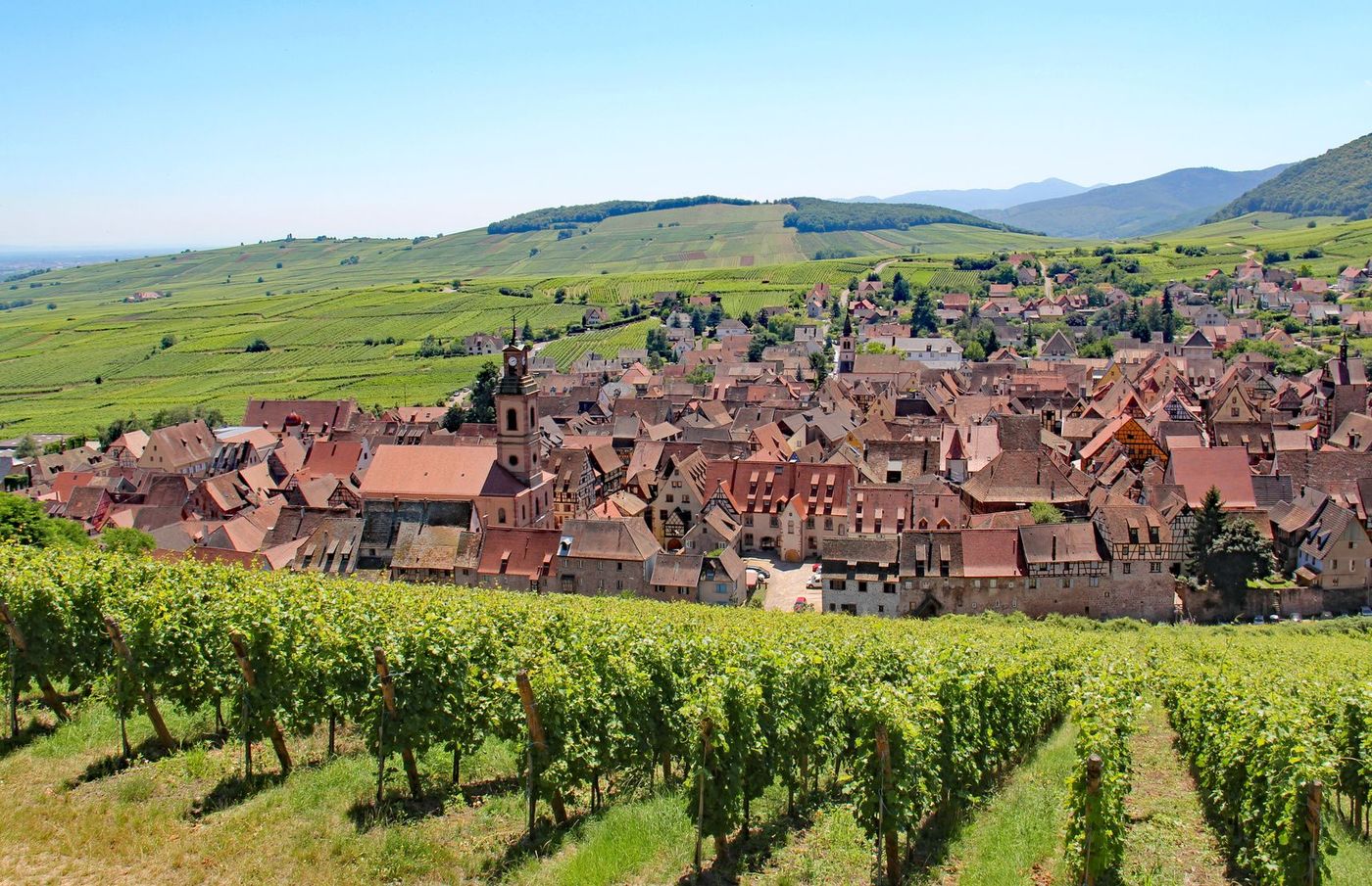 Alsace Riquewihr Vignes