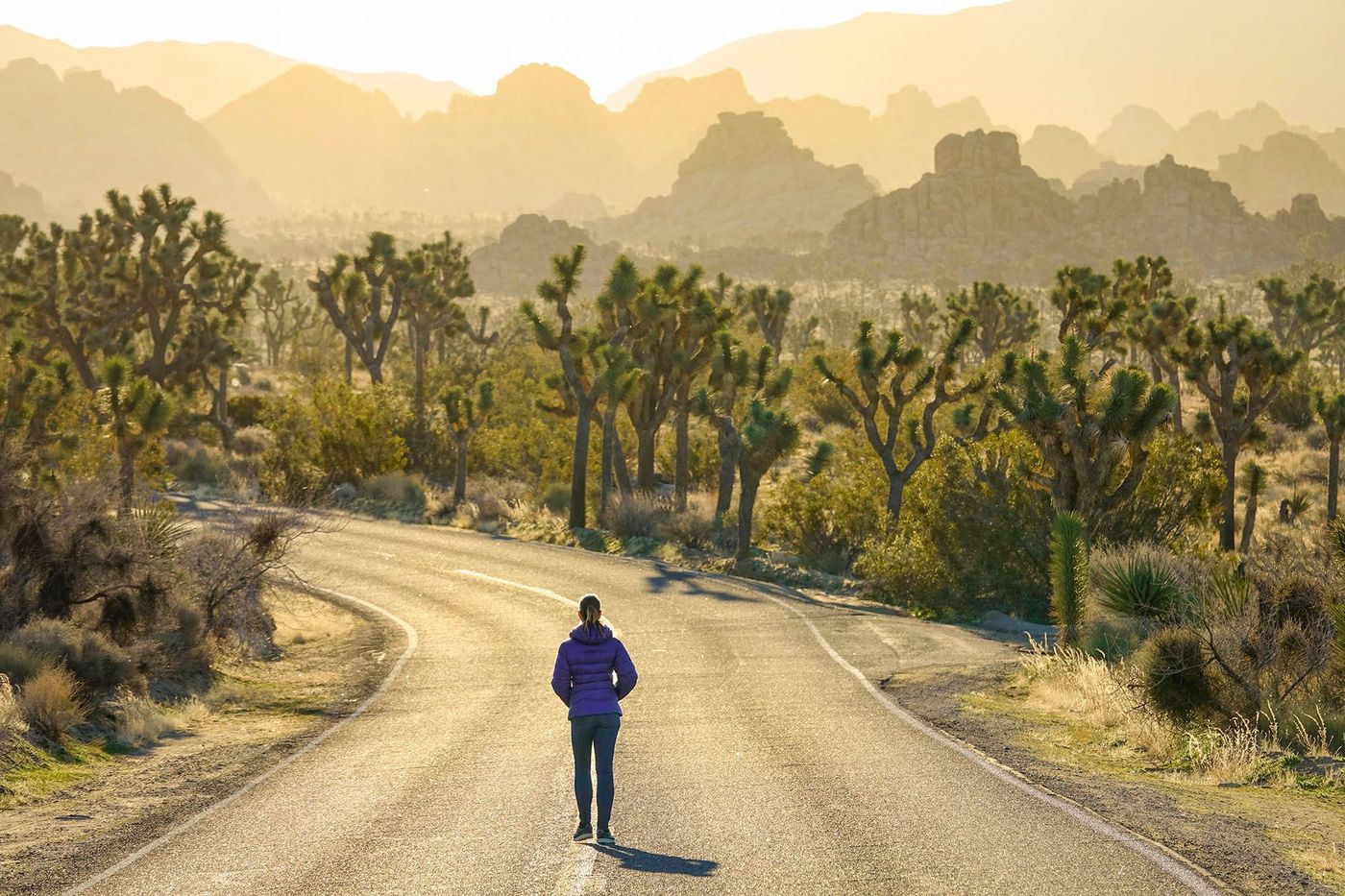 Route dans le Joshua Tree National Park