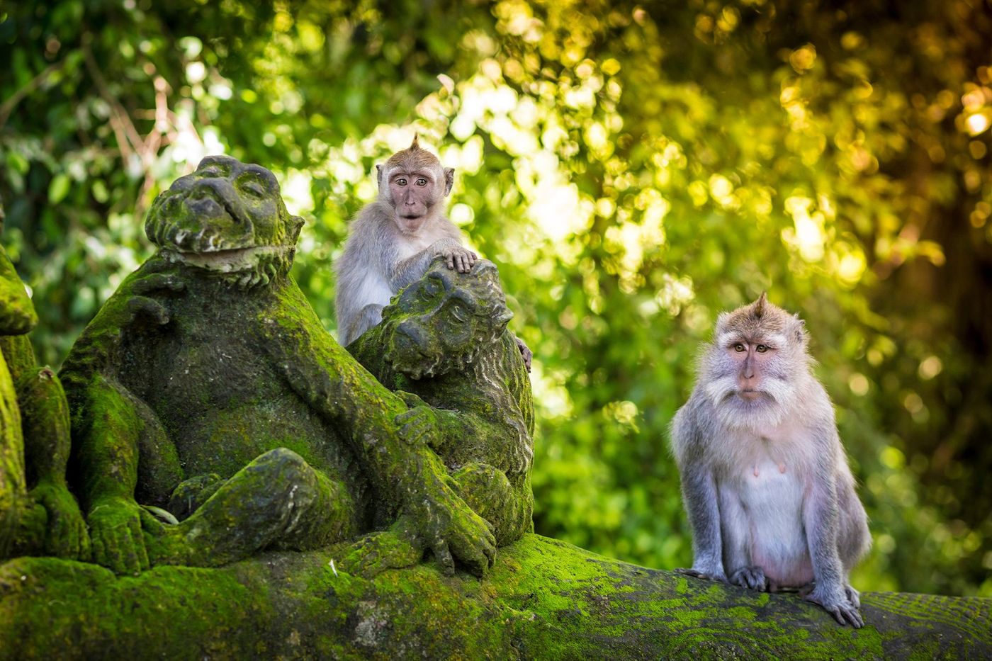 Sacred Monkey Forest