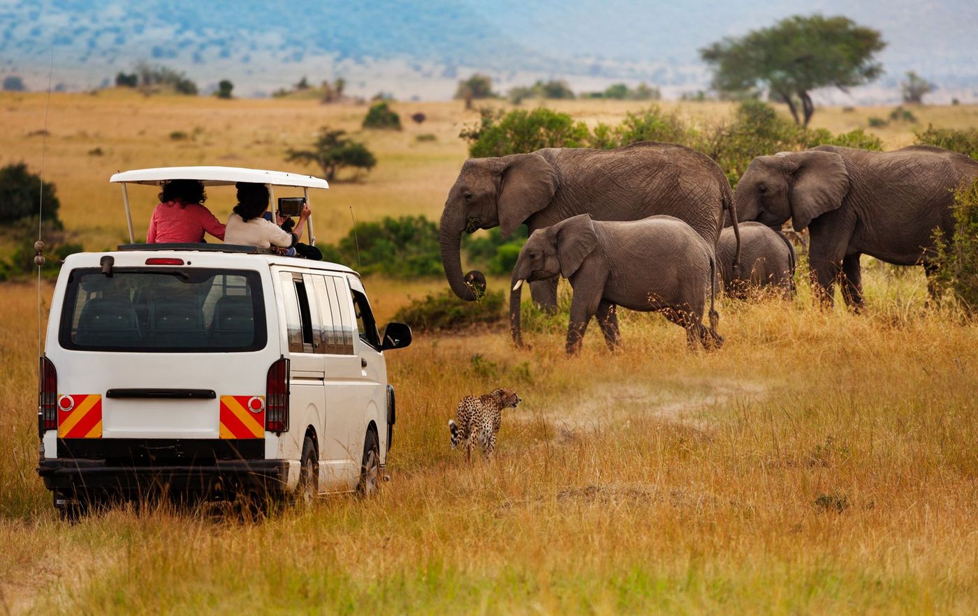 Safari Elephant Kenya