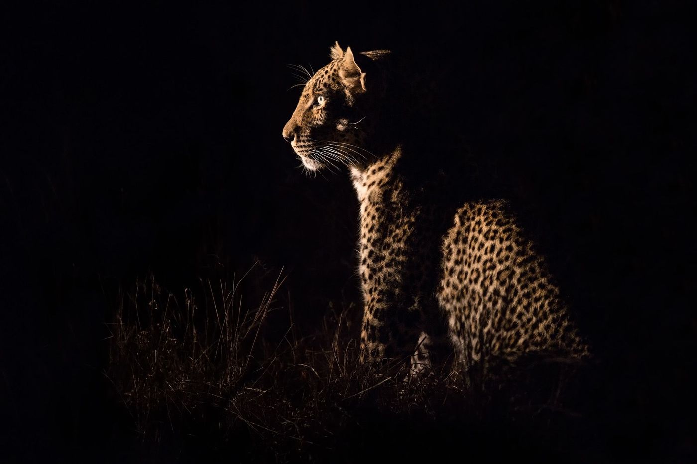Safari Nocturne Malaisie