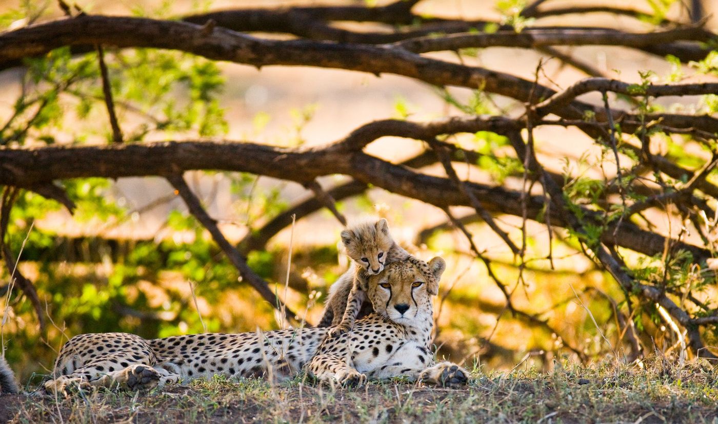 Safari Park Tanzanie