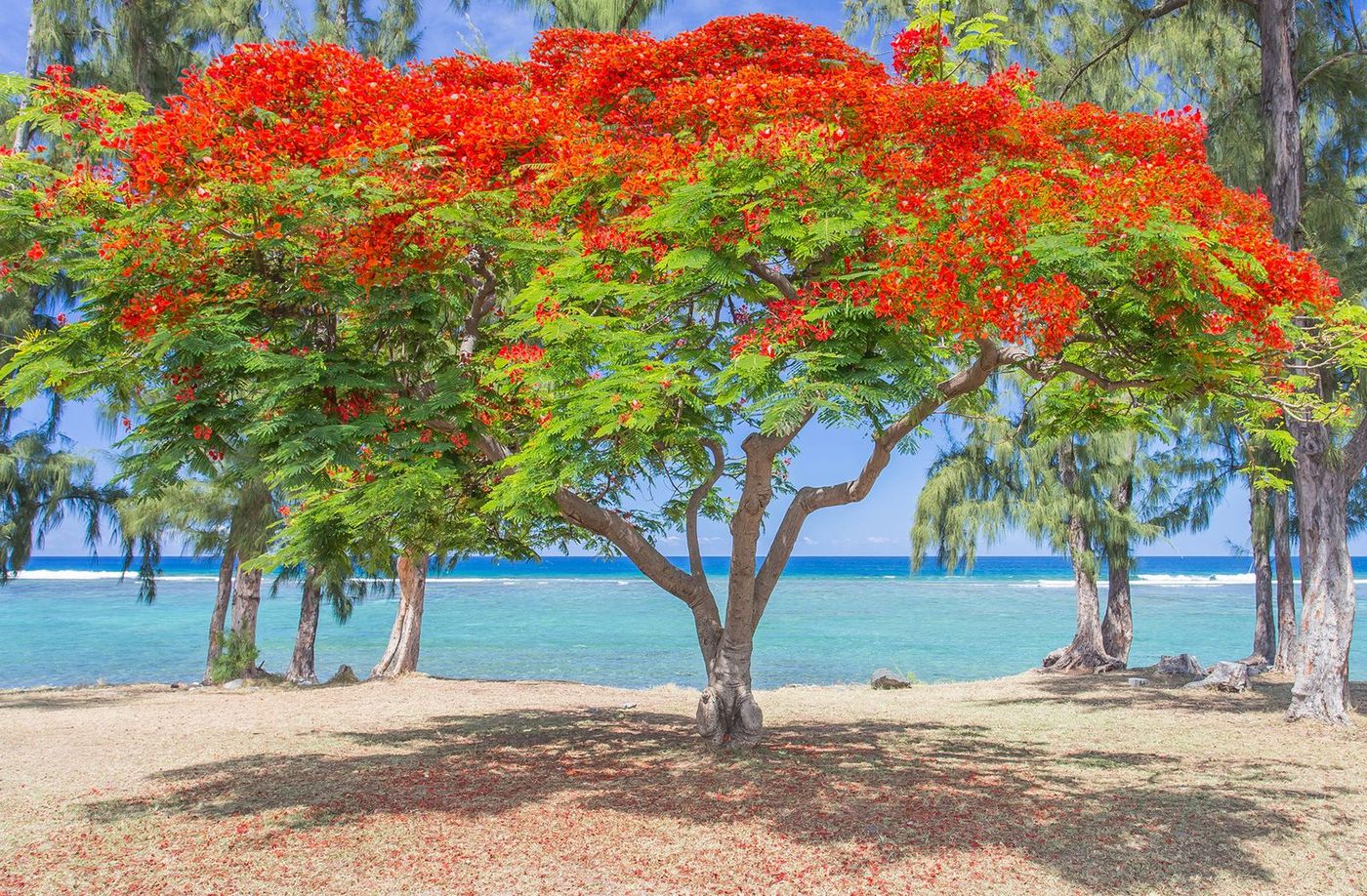 La Réunion Saint-Leu Flamboyant