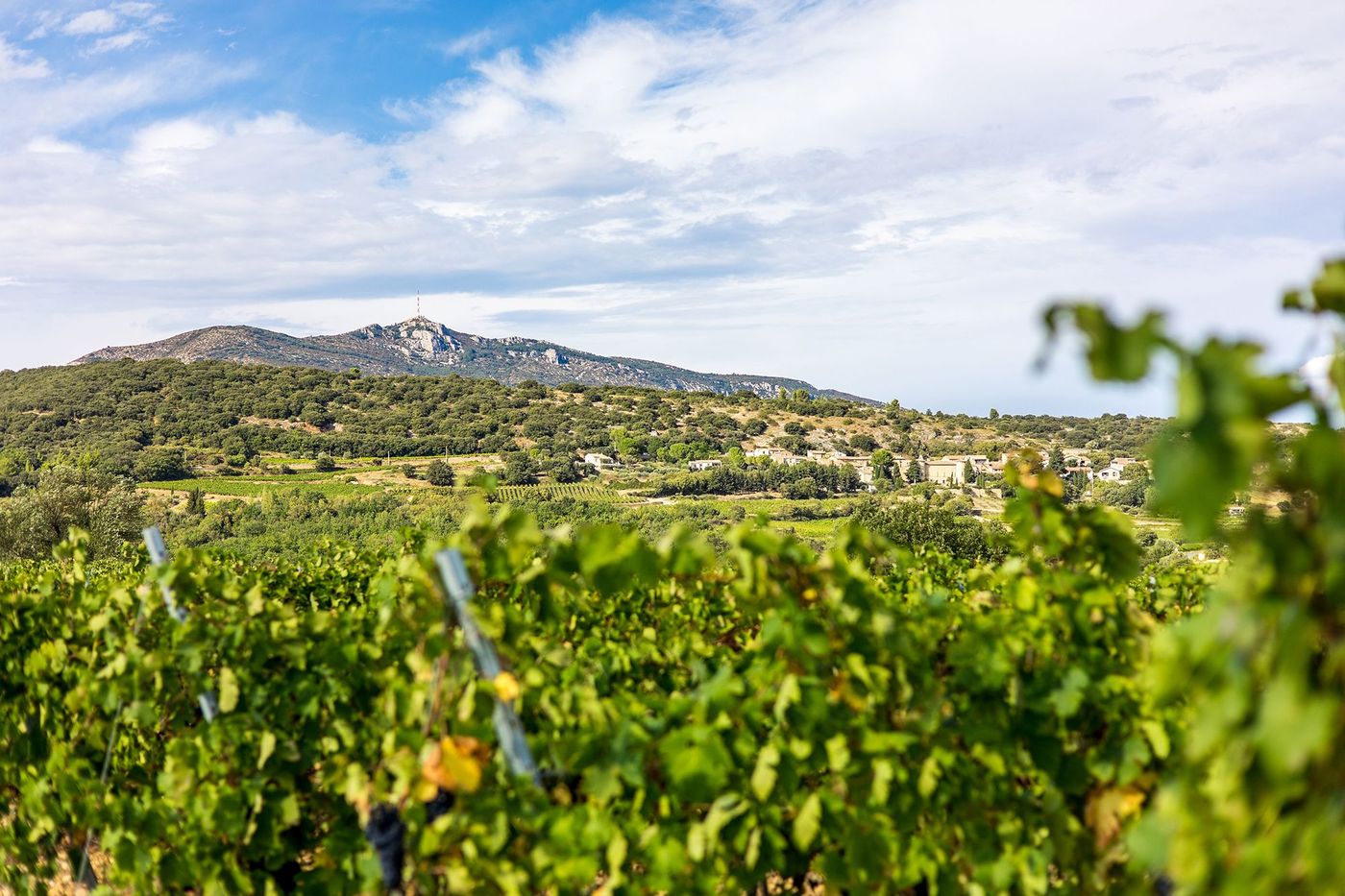 Vue sur le vignoble de Saint-Saturnin-de-Lucian dominé par le Mont Saint-Baudille