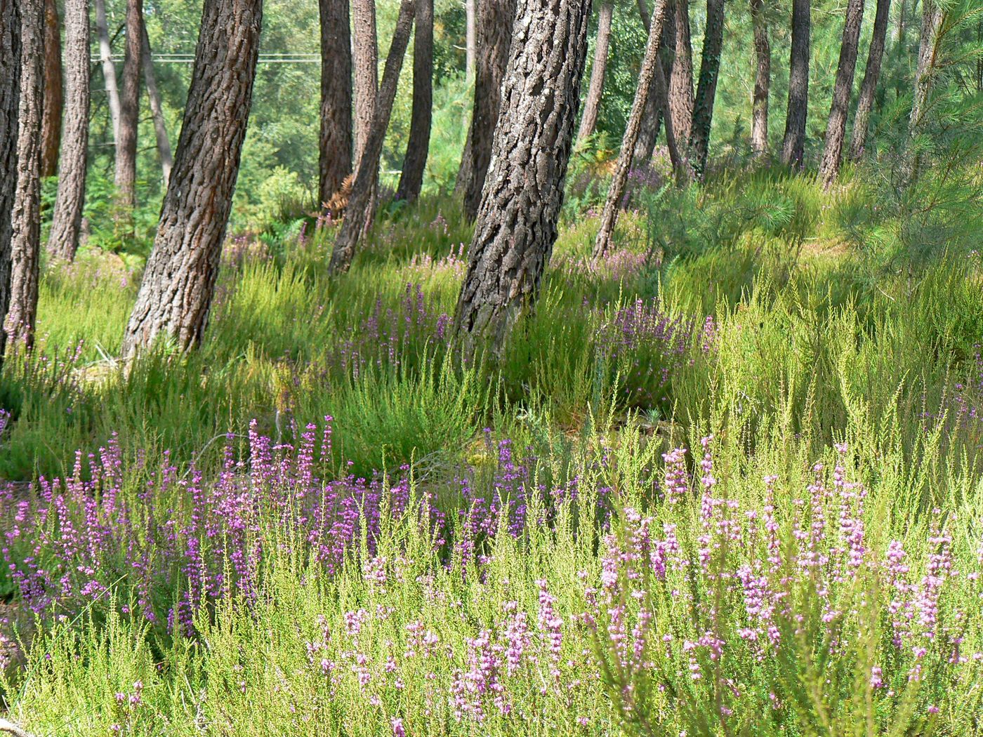 France Forêt Haute-Saintonge