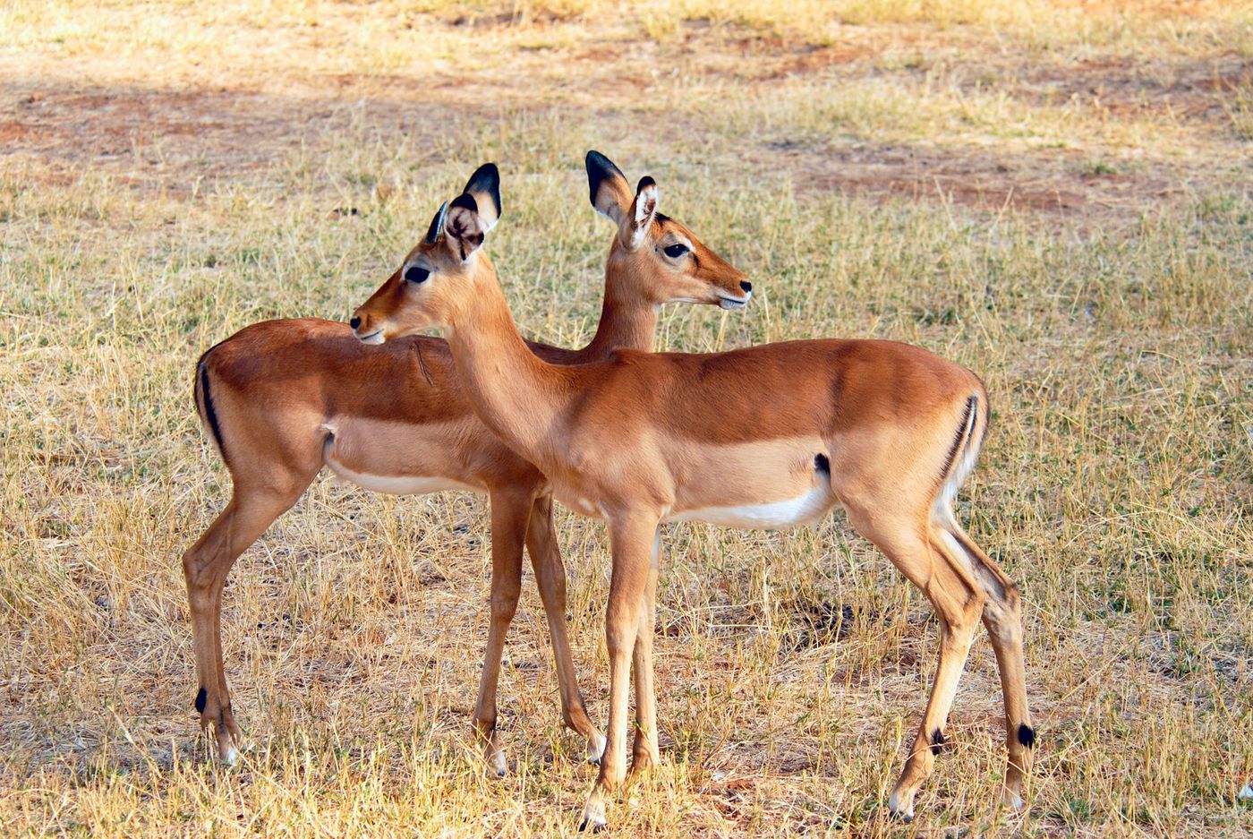 Samburu Parc Kenya