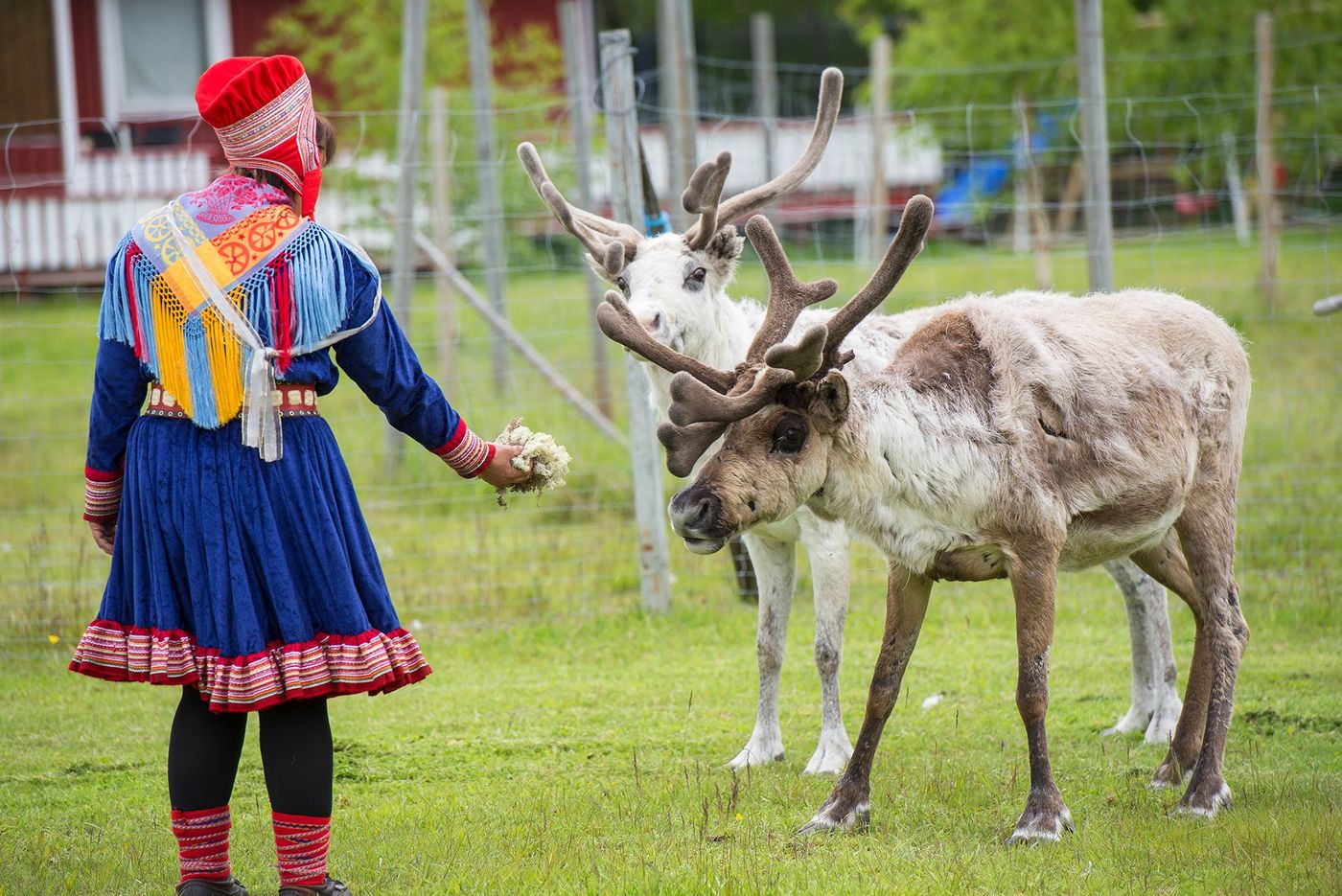 Sami et rennes
