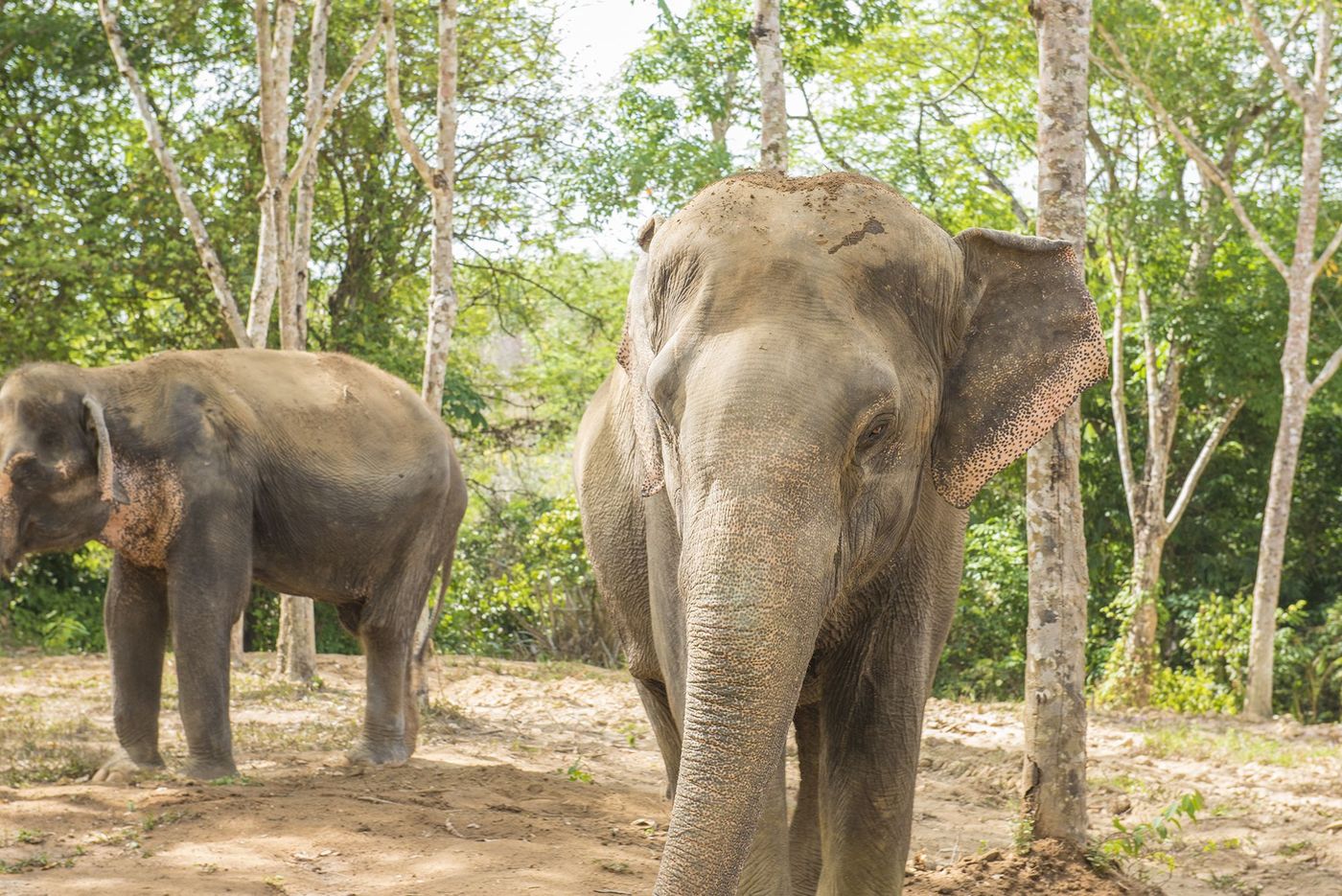 Sanctuaire des éléphants de Phuket