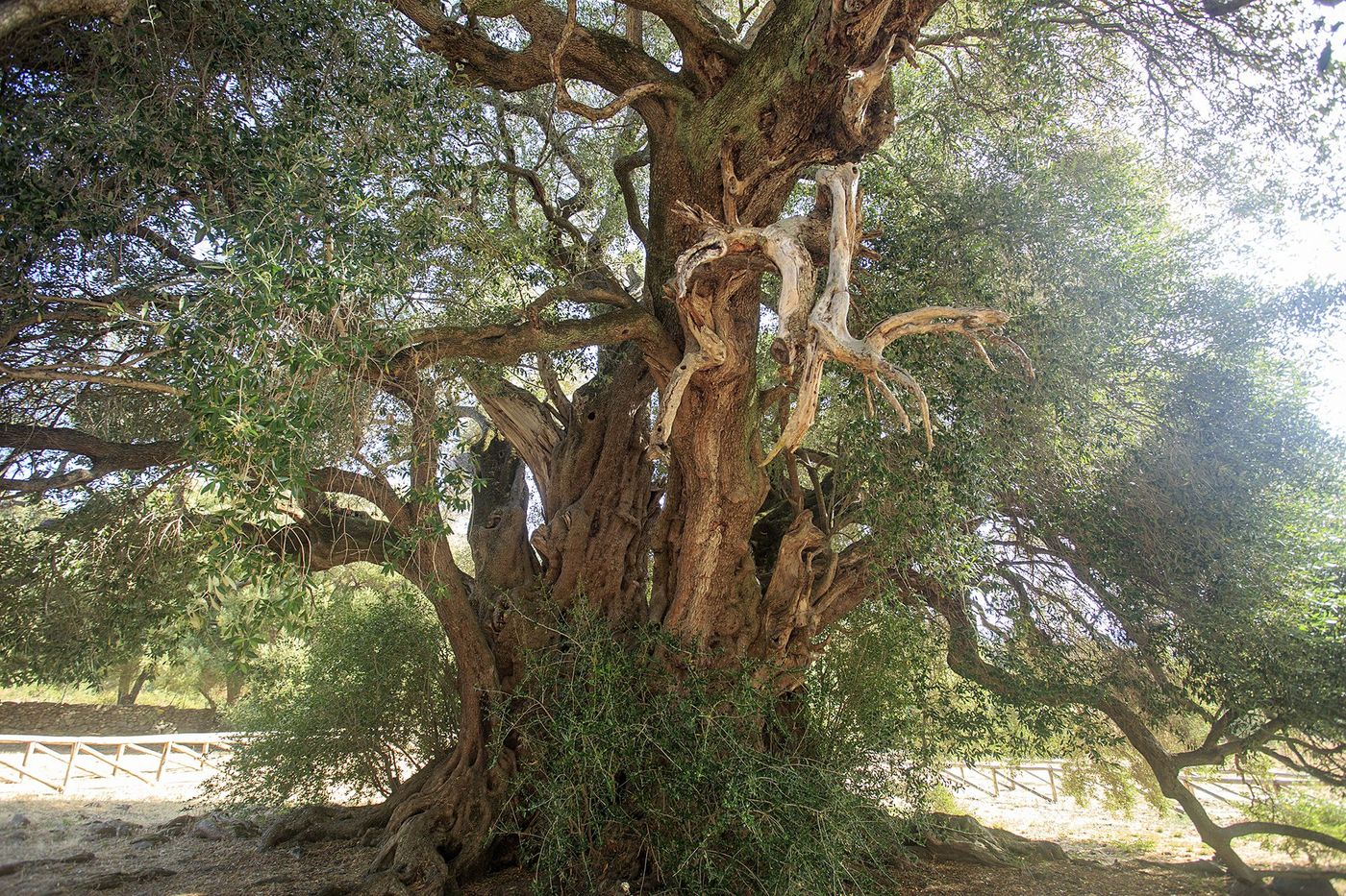 Sardaigne Luras Arbre millenaire