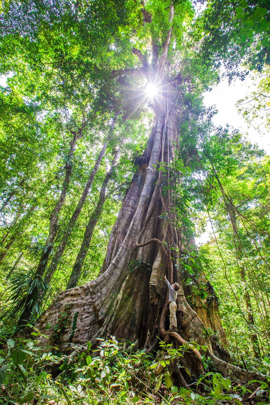 Guyane Ficus à Saül