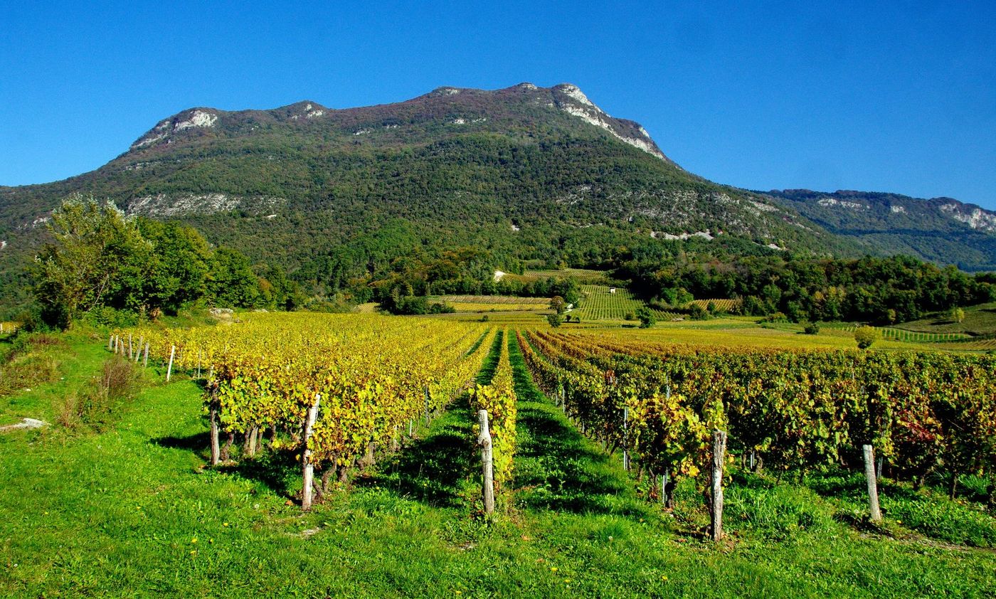 Alpes Savoie Jongieux Vignes