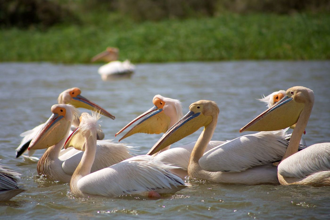 Sénégal Parc du Djoudj Pélicans