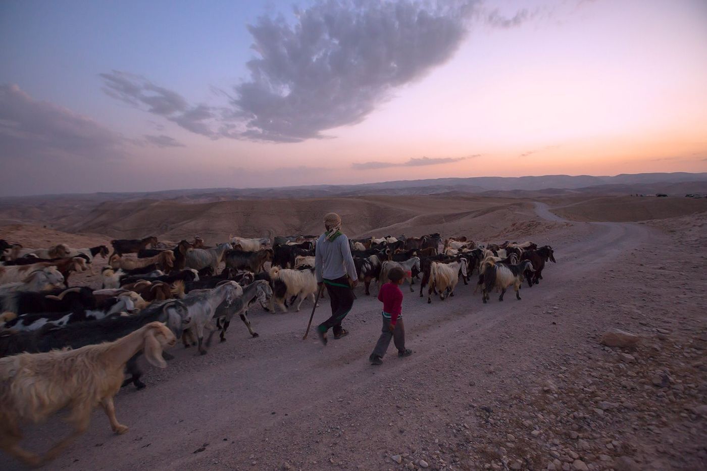 Sentier d'Abraham Berger bédouin avec son troupeau, étape Nébi Musa - Mar Saba