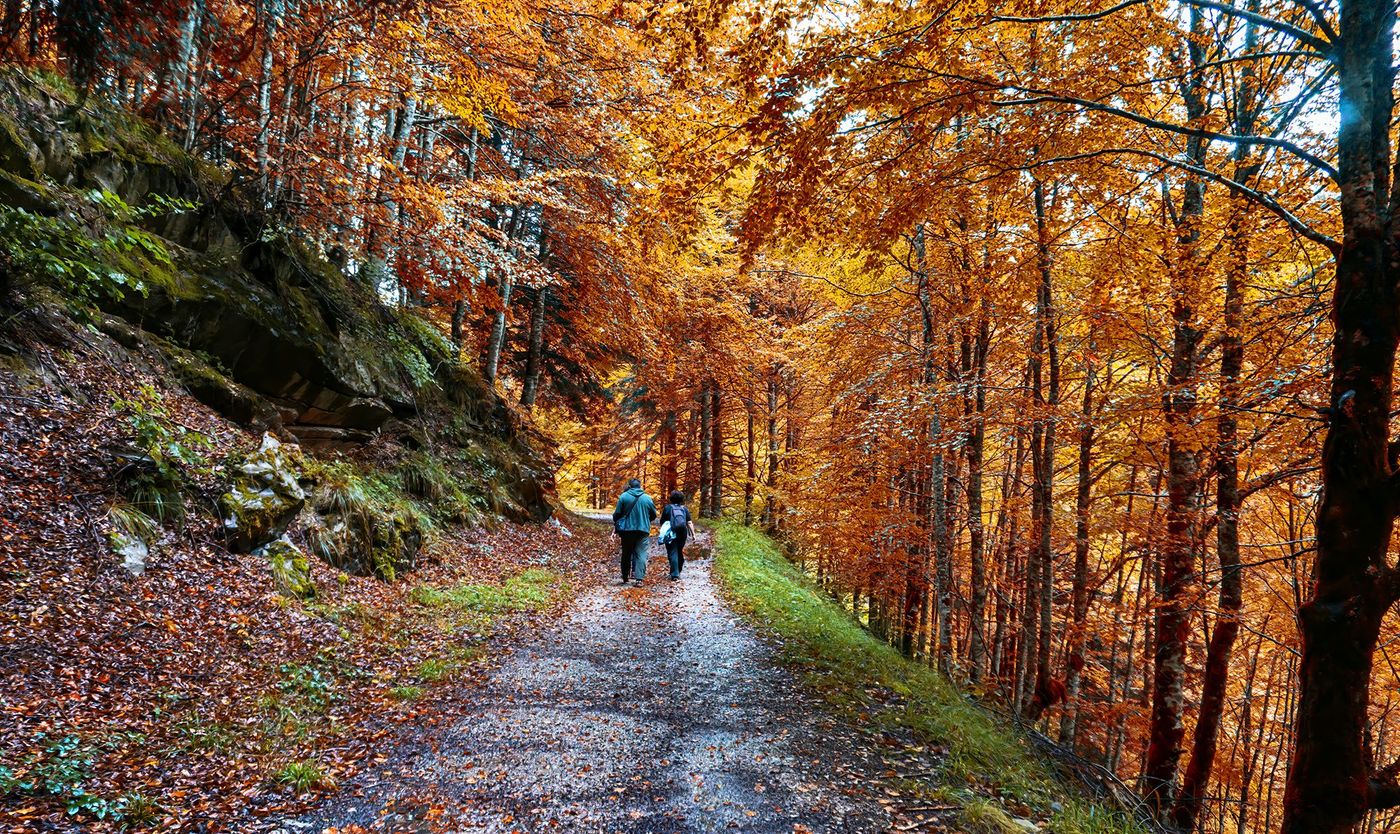 Sentier de la forêt d’Iraty