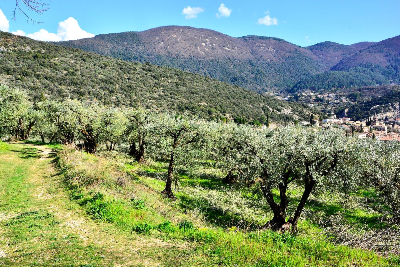 Sentier des Oliviers