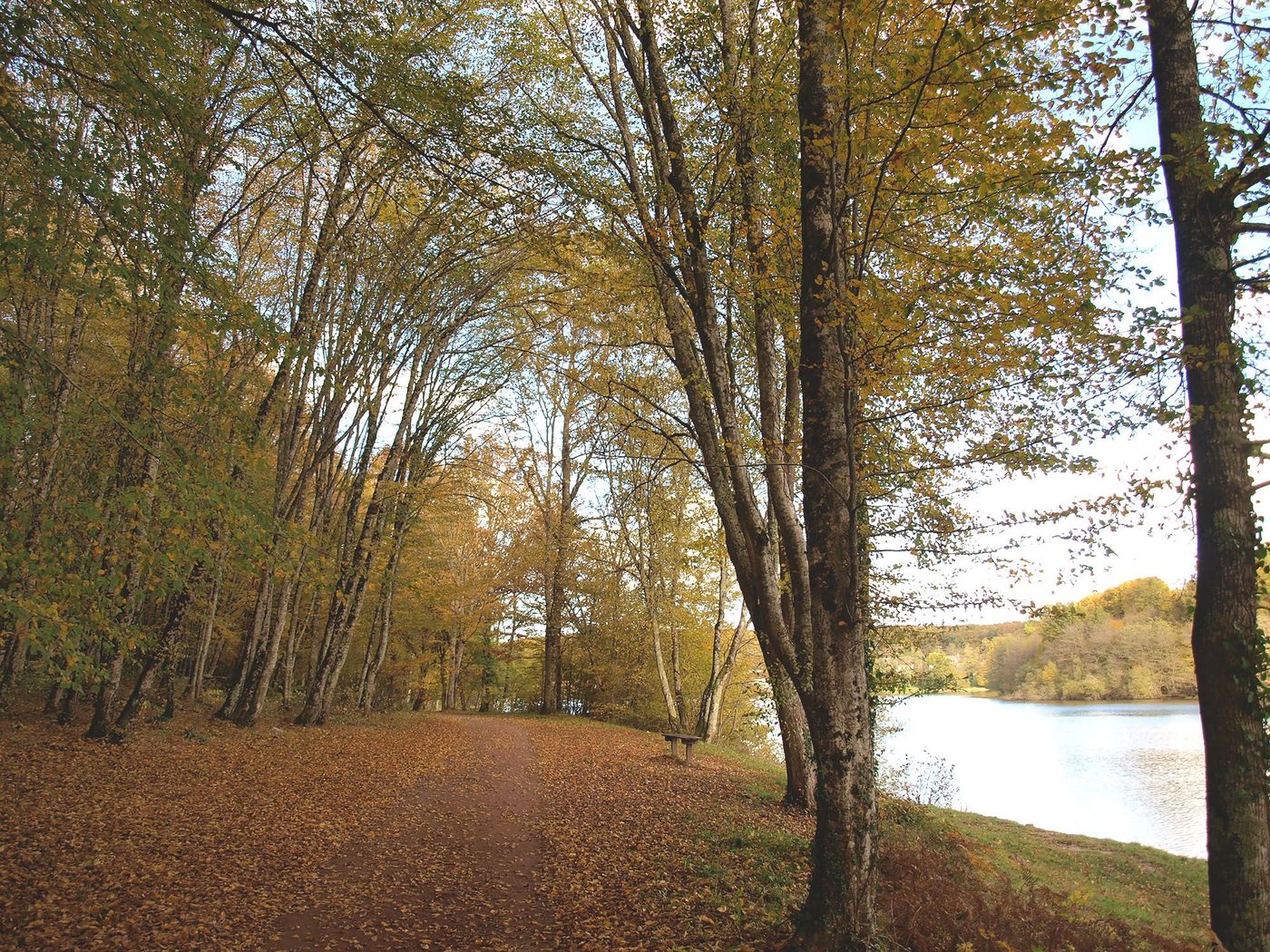 Sentier et étang de la forêt du Tronçais