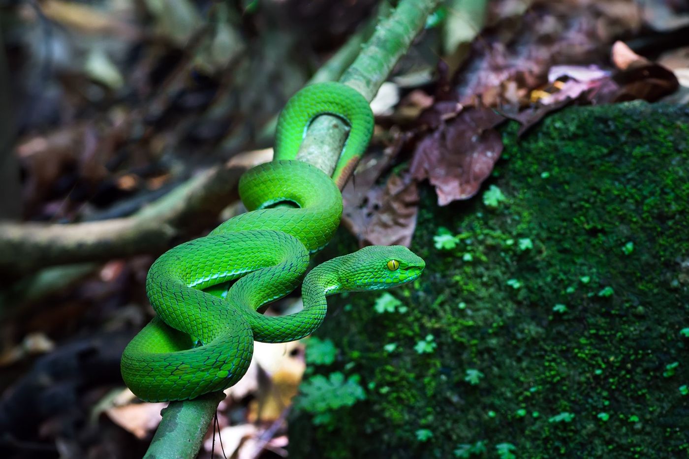 Serpent, jungle Costa Rica