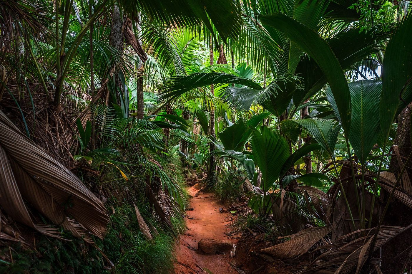 Seychelles Vallée de Mai