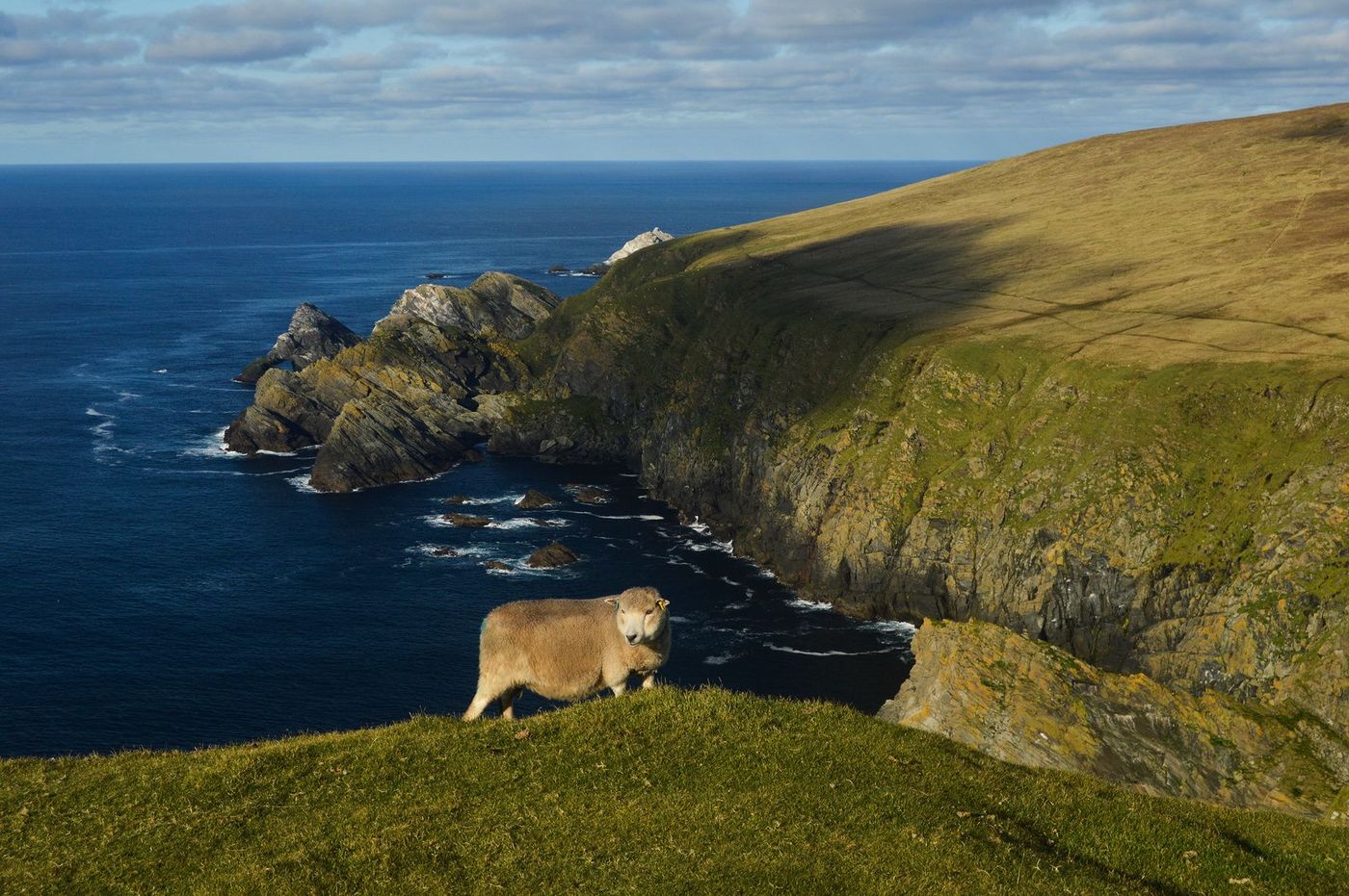 Ecosse Shetland Hermaness