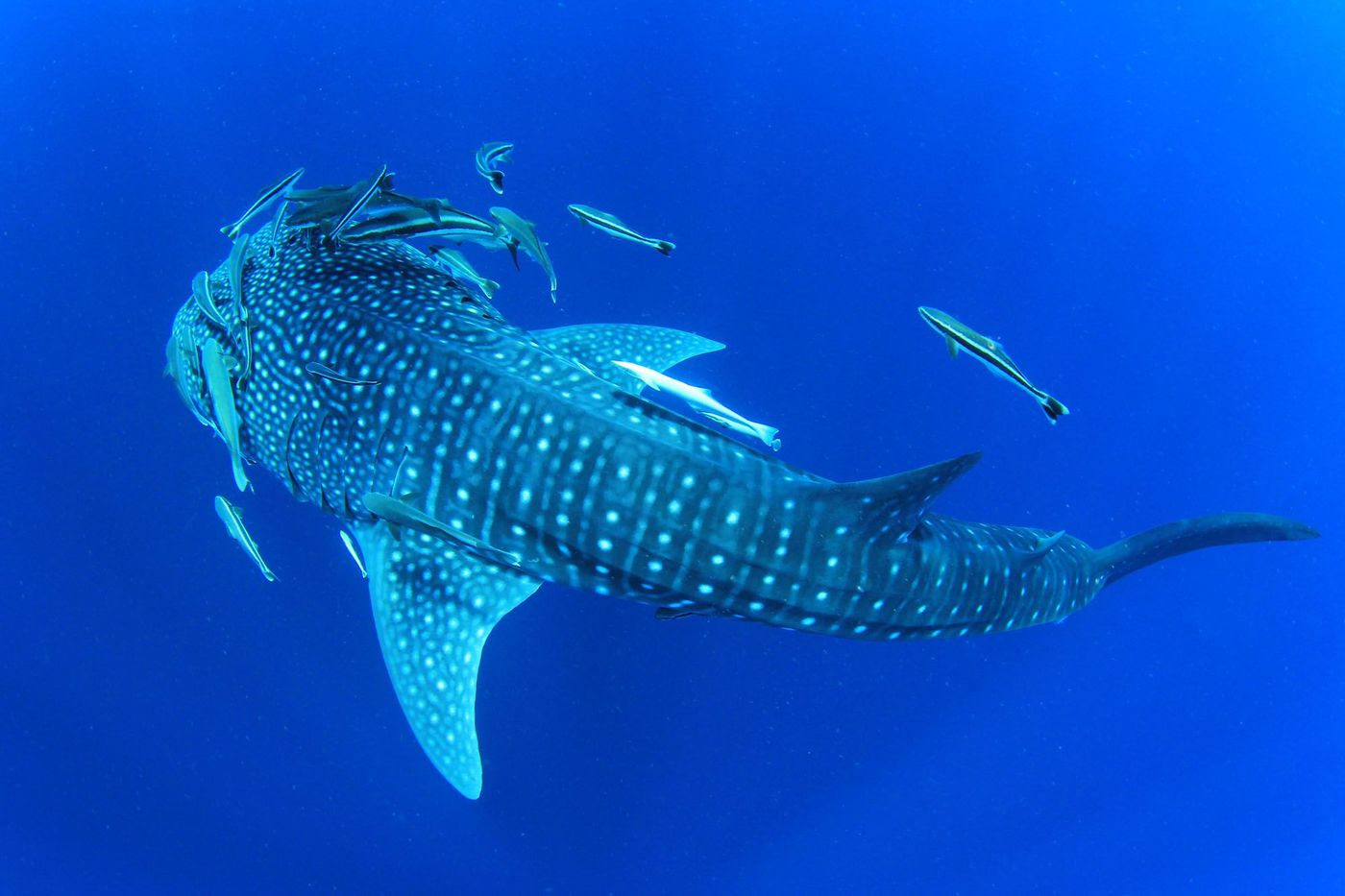 Similan requin Thaïlande