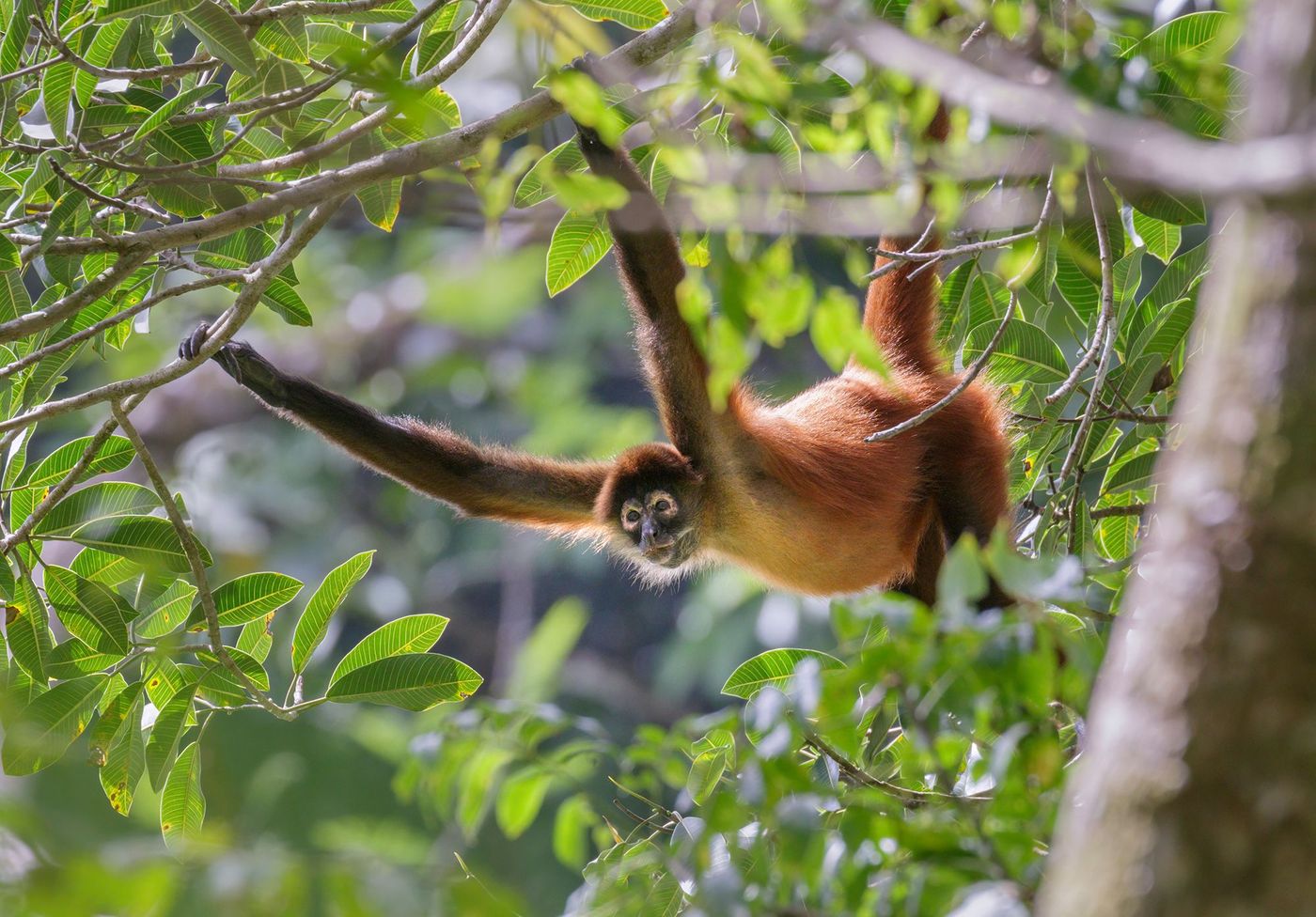 Singe araignée