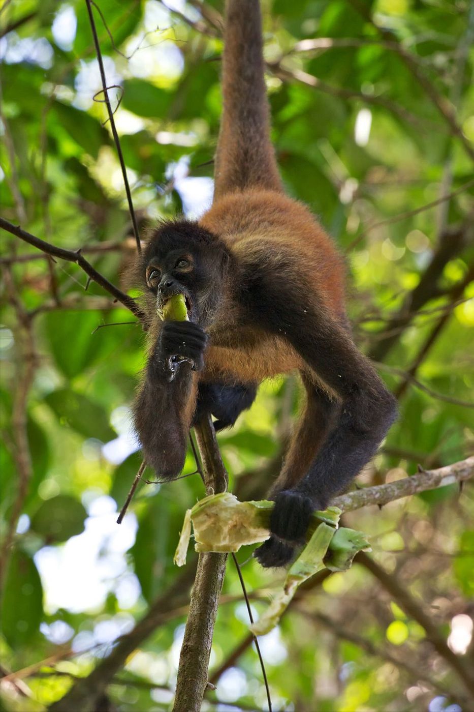 Costa Rica Parc du Corcovado Singe