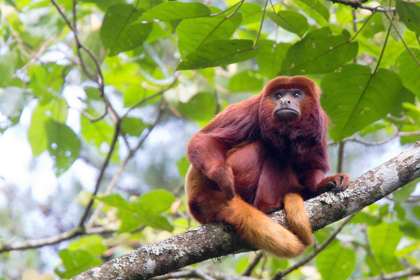 Singes hurleur