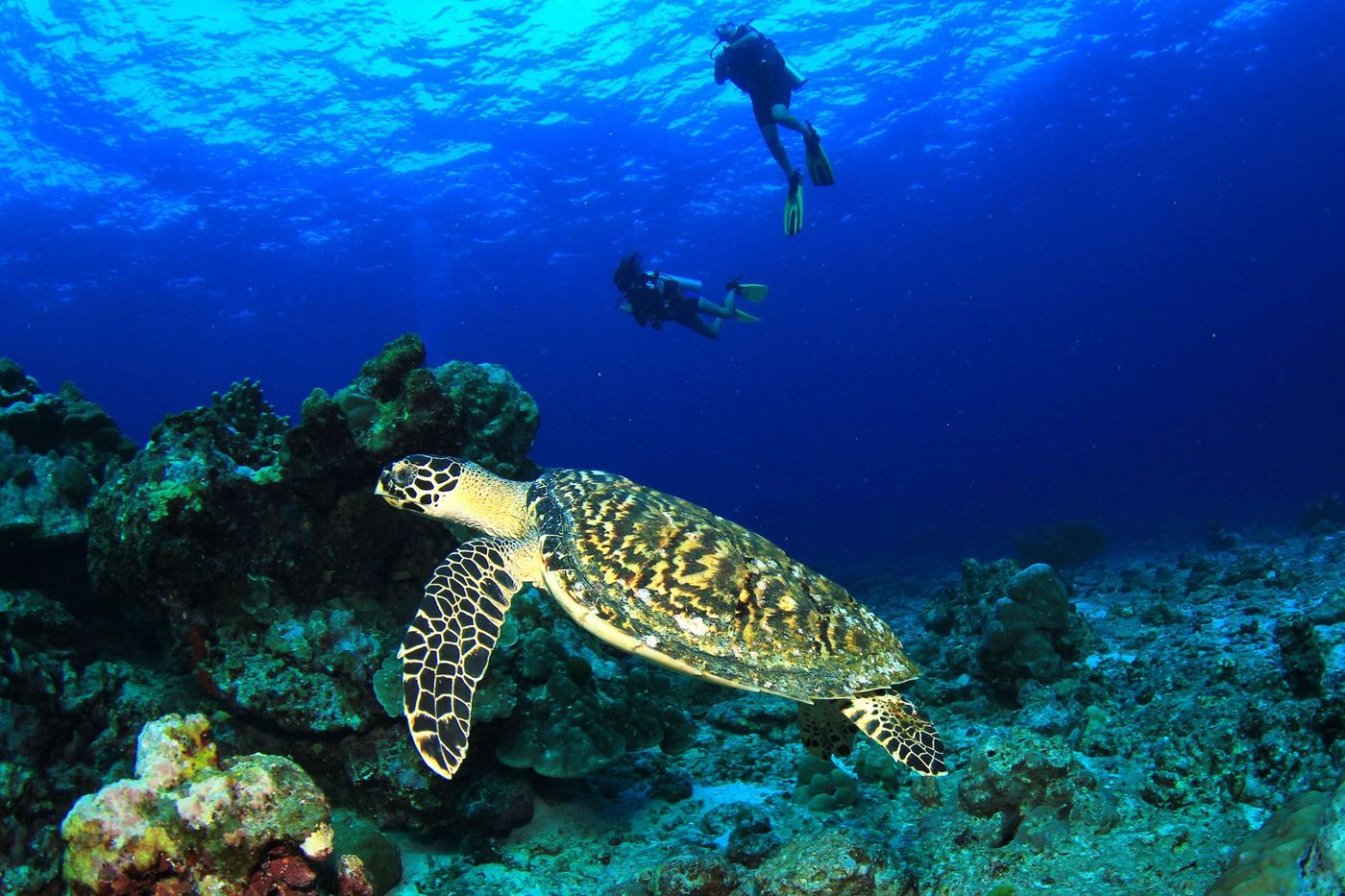 Sipadan Tortue Malaisie